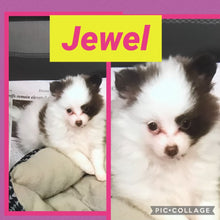 SOLD- Click On Picture For More Info- Deposit for Jewel