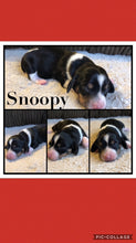 SOLD- Click On Picture For More Info- Deposit for Snoopy