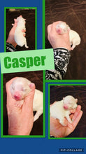 SOLD- Click On Picture For More Info- Deposit for Casper