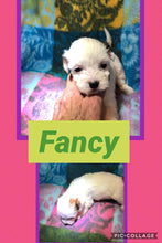 SOLD- Click On Picture For More Info- Deposit for Fancy