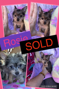 SOLD- Click On Picture For More Info- Deposit for Rosie