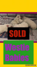 SOLD- Click On Picture For More Info- Deposit for Westie Babies