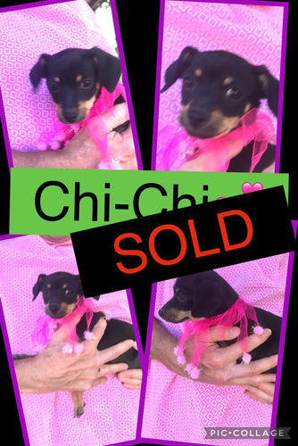 SOLD- Click On Picture For More Info- Deposit for Chi-Chi