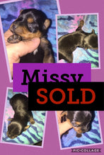 SOLD- Click On Picture For More Info- Deposit for Missy