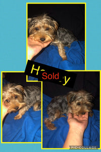 SOLD- Click On Picture For More Info- Deposit for Howly