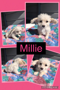 SOLD- Click On Picture For More Info- Deposit for Millie