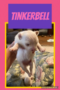 SOLD- Click On Picture For More Info- Deposit for Tinkerbell