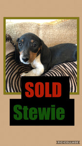 SOLD- Click On Picture For More Info- Deposit for Stewie
