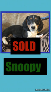 SOLD- Click On Picture For More Info- Deposit for Snoopy