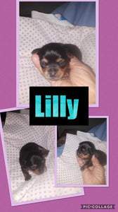 SOLD- Click On Picture For More Info- Deposit for Lilly